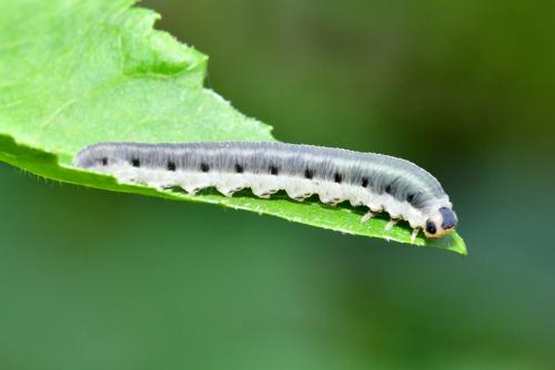 Réf. 205 256 : Macrophya alboannulata